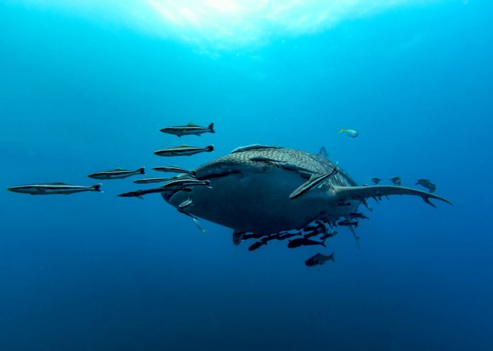 Whale shark